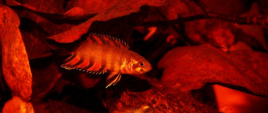 Labyrinth Fish
