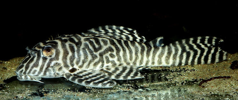 Striped suckermouth catfish (plec) in an aquarium.
