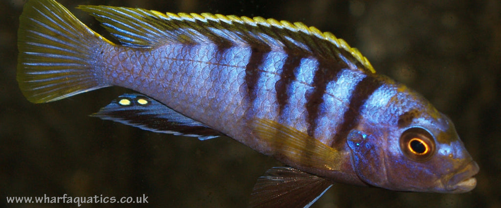 Malawi cichlid fish in an aquarium.