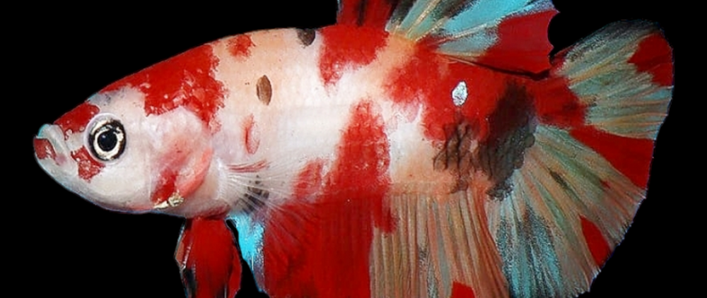 Male halfmoon plakat koi.
