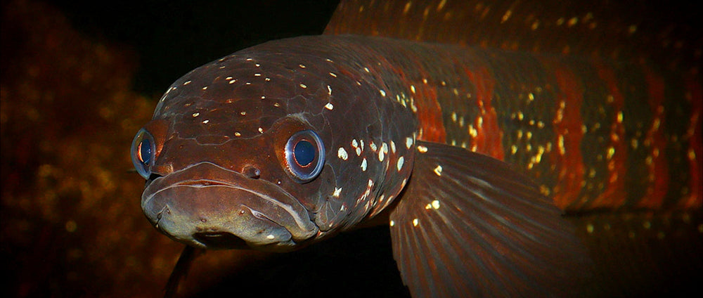 The Red Stripe Chinese Snakehead!