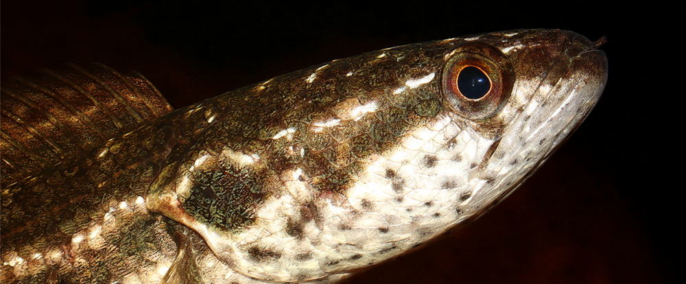 Head profile of Channa bankanensis