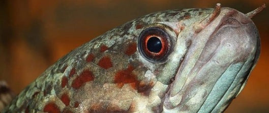 Rainbow snakehead, close up of head.