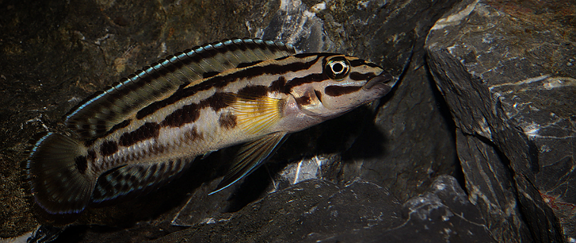 Julidochromis marlieri cichlid fish in an aquarium.