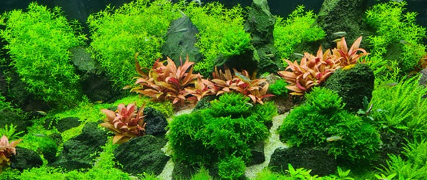 Aquarium Plants - Wharf Aquatics