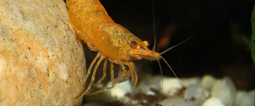 Shrimp, Snails, Other Inverts & Frogs