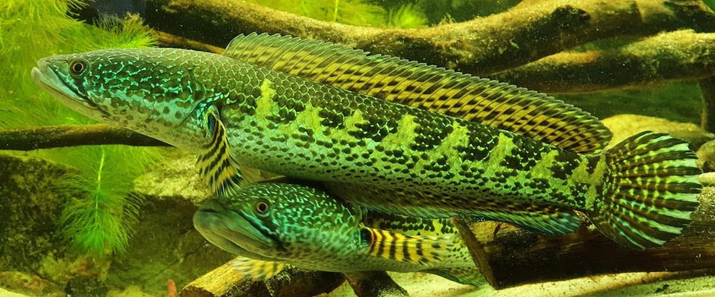 Adult pair of golden cobra snakeheads in an aquarium.