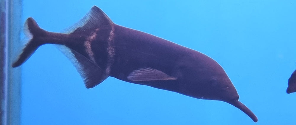 Gnathonemus petersii - The Elephantnose Fish!