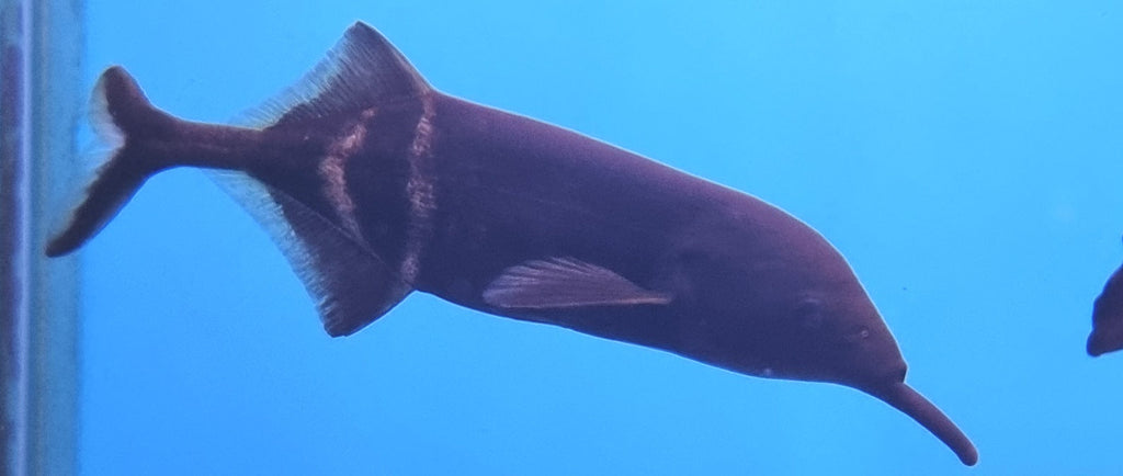 Gnathonemus petersii - The Elephantnose Fish!