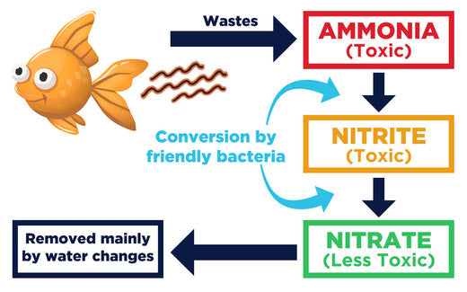 New Tank Syndrome and Aquarium Cycling