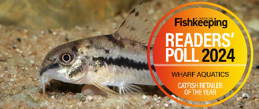 Corydoras catfish in an aquarium.