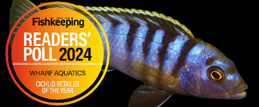 Malawi cichlid fish in an aquarium.