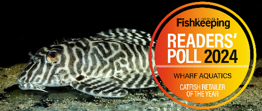 Striped suckermouth catfish (plec) in an aquarium.