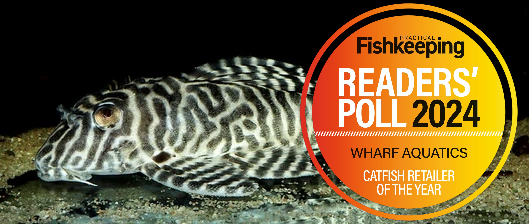 Striped suckermouth catfish (plec) in an aquarium.