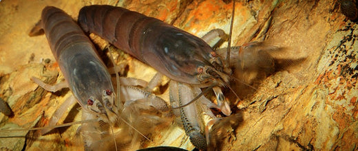 Giant African fan shrimp in an aquarium.