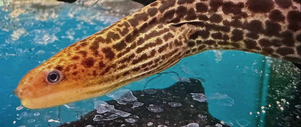 Gymnothorax polyuranodon - The Freshwater Moray Eel!