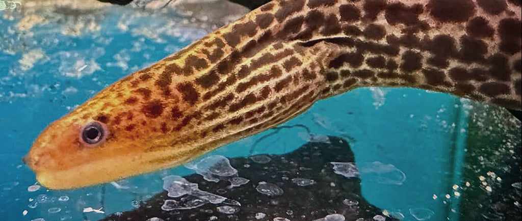 Gymnothorax polyuranodon - The Freshwater Moray Eel!