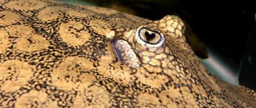 Potamotrygon wallacei - The Cururu Stingray!