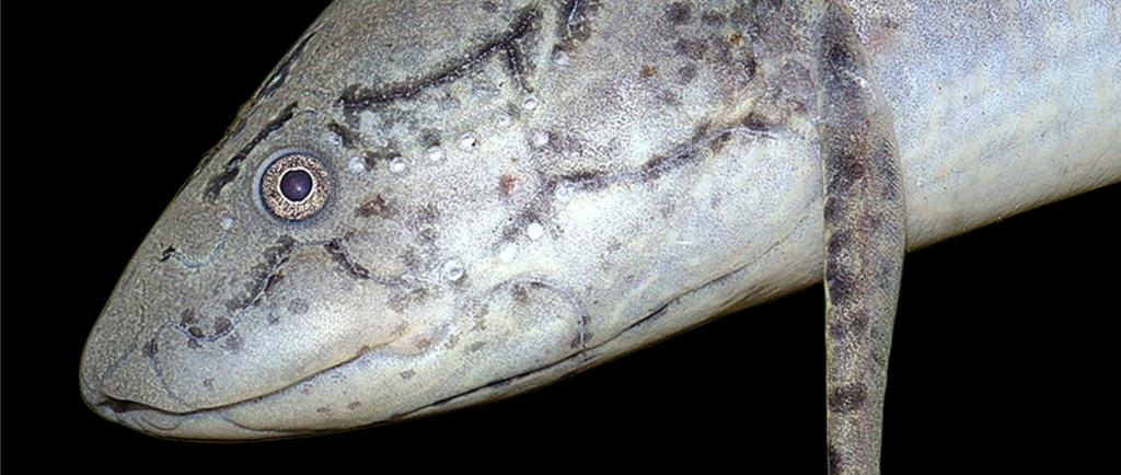 A freshwater air-breathing oddball!