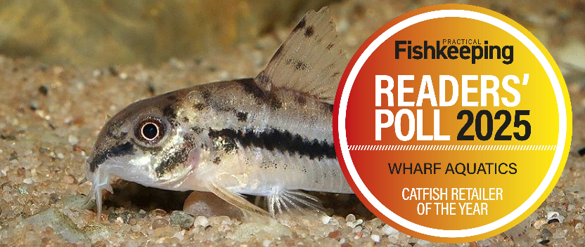 Aquarium Catfish