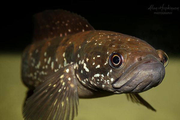The Chinese Snakehead, Channa asiatica (wild type), in an aquarium 