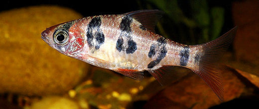 Tropical community fish in an aquarium.