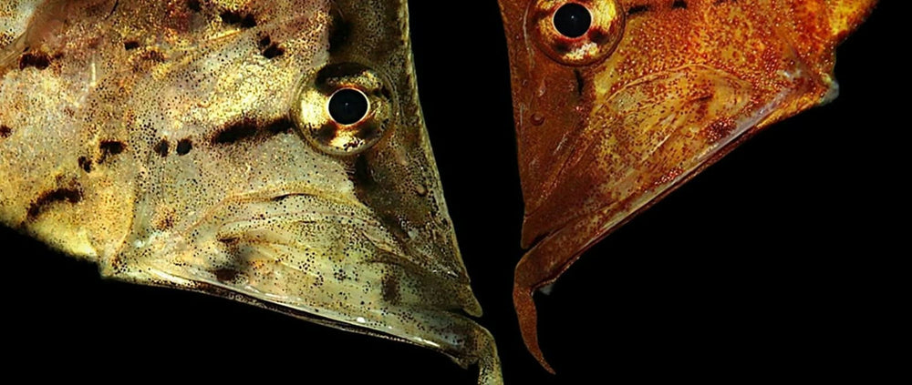Monicirrhus polyacanthus - The South American Leaffish