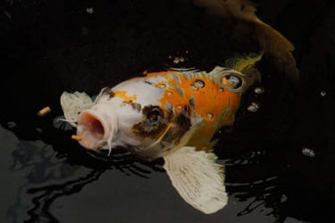 A large Koi fish feeding at the surface of a pond.