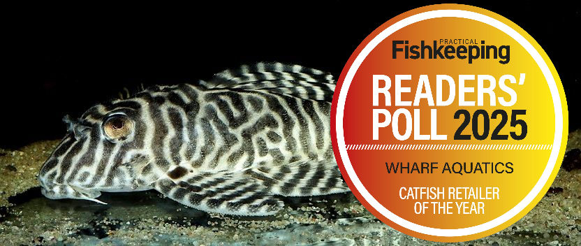 Suckermouth Catfish / Plecs