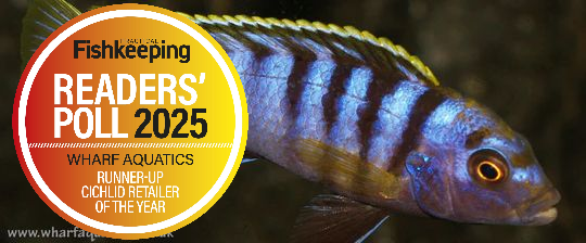 Malawi Cichlids
