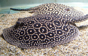 Pearl Stingrays in an aquarium.