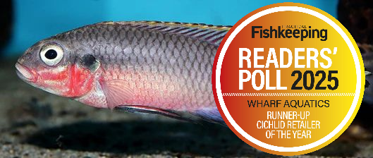 African & Asian Cichlids