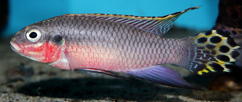 West African cichlid fish in an aquarium.