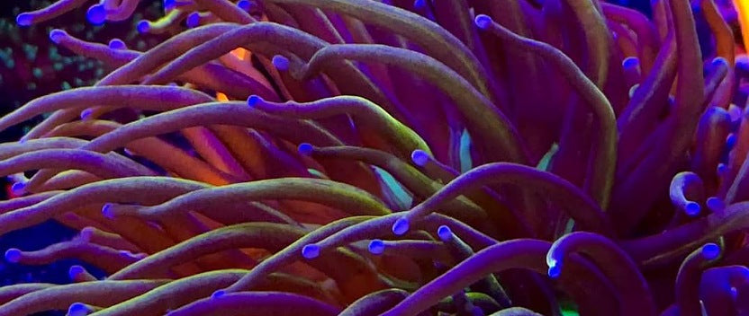 Torch Coral in aquarium