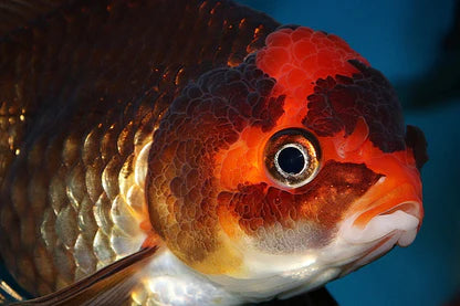 Pond fish shop shops near me