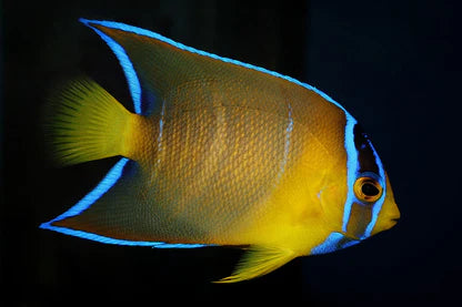 Best online sales reef fish store