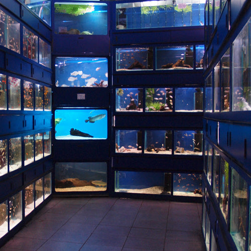 Tropical Fish Section