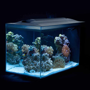 Fluval Sea Evo Aquarium, blue light