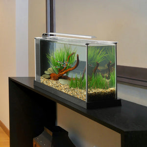 Fluval Spec 19L aquarium in black colour, aquascaped aquarium on furniture.