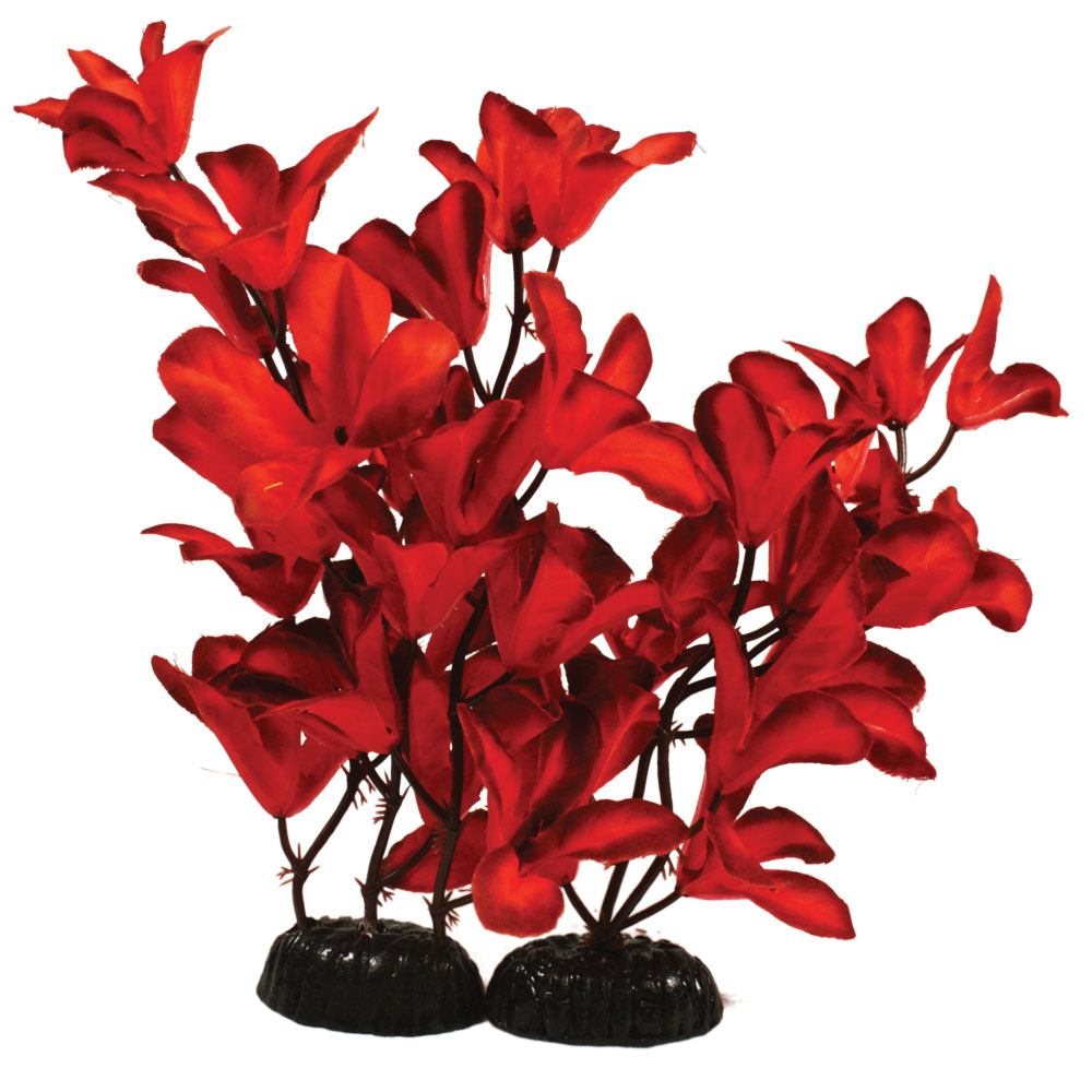 Hugo Kamishi Glandulosa Red Silk 30cm